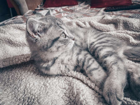 Cute Scottish cat, three month old kitten.の写真素材