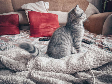 Cute Scottish cat, three month old kitten.の写真素材