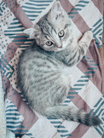 Cute Scottish cat, three month old kitten.の写真素材