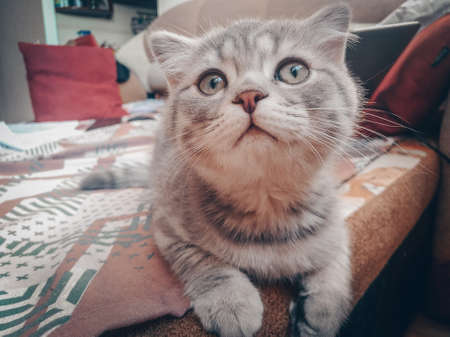 Cute Scottish cat, three month old kitten.の写真素材