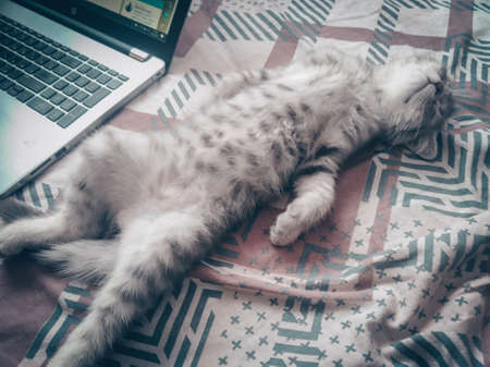 Cute Scottish cat, three month old kitten.の写真素材