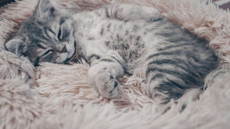 Cute Scottish cat, three month old kitten.の写真素材