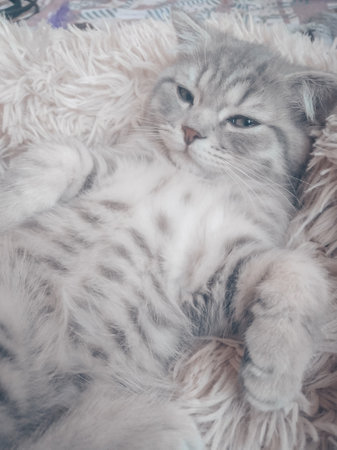 Cute Scottish cat, three month old kitten.の写真素材