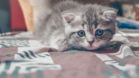 Cute Scottish cat, three month old kitten.の写真素材