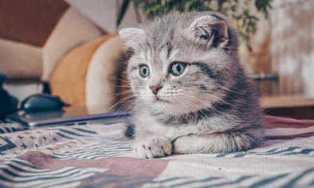 Cute Scottish cat, three month old kitten.の写真素材