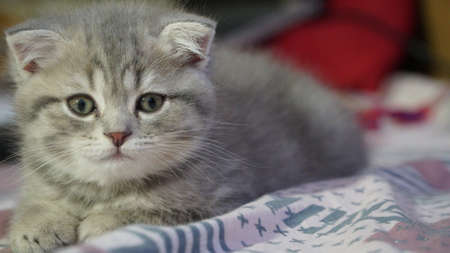 Cute Scottish cat, three month old kitten.の写真素材