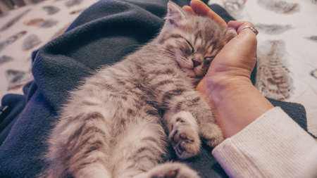 Cute Scottish cat, three month old kitten.の写真素材