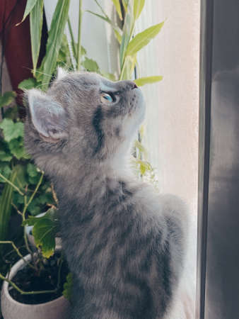 Cute Scottish cat, three month old kitten.の写真素材