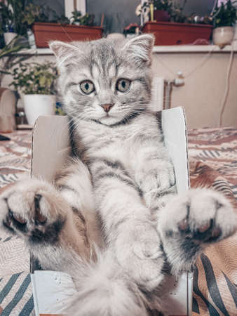 Cute Scottish cat, three month old kitten.の写真素材