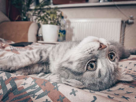 Cute Scottish cat, three month old kitten.の写真素材