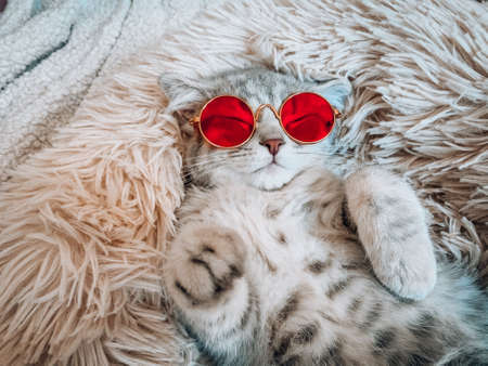 Cute Scottish cat, three month old kitten.の写真素材