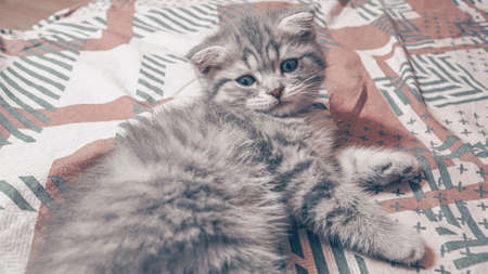 Cute Scottish cat, three month old kitten.の写真素材