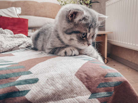 Cute Scottish cat, three month old kitten.の写真素材