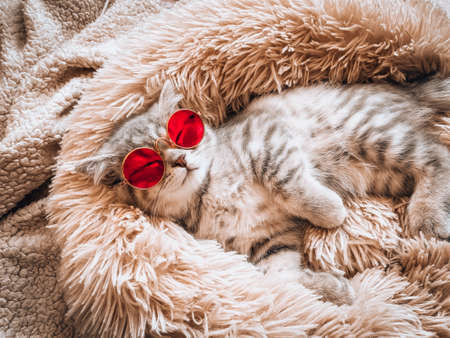 Cute Scottish cat, three month old kitten.の写真素材