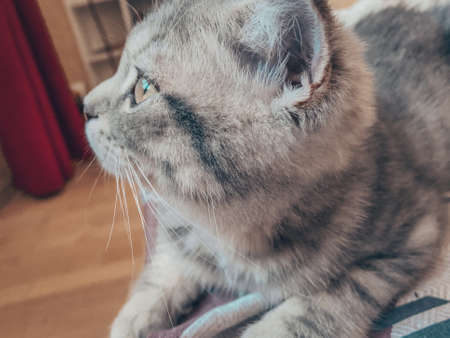 Cute Scottish cat, three month old kitten.の写真素材