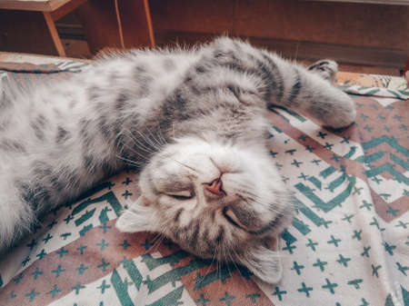 Cute Scottish cat, three month old kitten.の写真素材