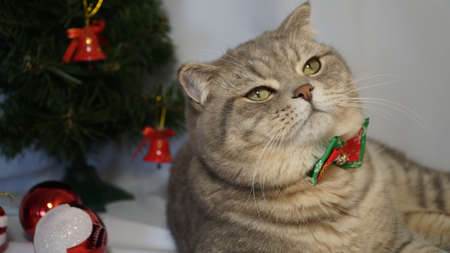 A cute Christmas cat. Christmas and New Year celebration conceptの写真素材