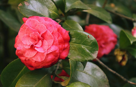 tender buds of the Camellia.の写真素材
