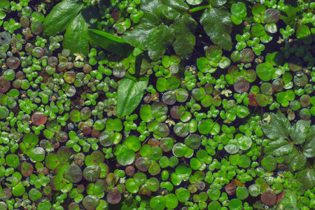 natural background shallow duckweed on the pond