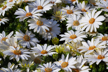large white camomile, pollen on the petals and water dropsの写真素材