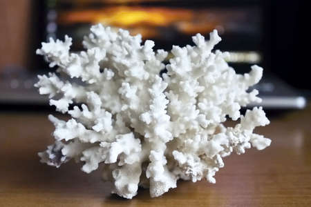 white coral in the interior.の写真素材