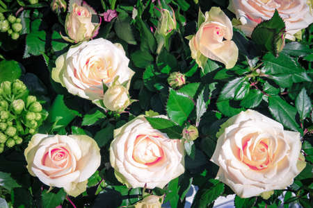 beautiful delicate spring flower. flowers pink roses.の写真素材