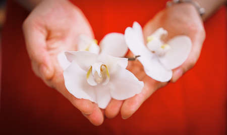 large white orchid flowers in female palms.の写真素材