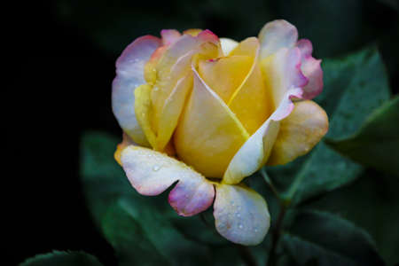 beautiful delicate spring flower. flowers yellow roses,の写真素材