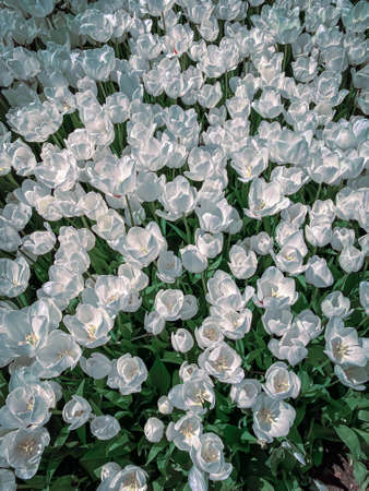 Natural background of beautiful summer tulips. spring tulips.の写真素材