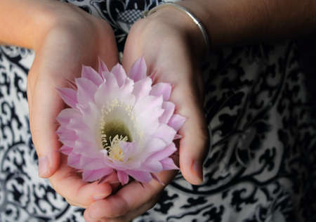Beautiful exotic flower in the hands