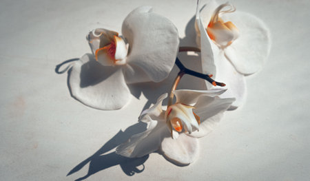 large white orchid flowers on a brown background.の写真素材