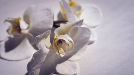 large white orchid flowers on a brown background.の写真素材