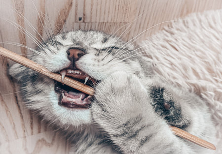 Cute young scottish cat close up.の写真素材