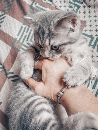Cute young scottish cat close up.の写真素材