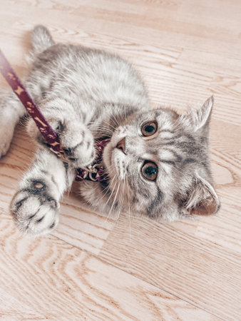 Cute young scottish cat close up.の写真素材
