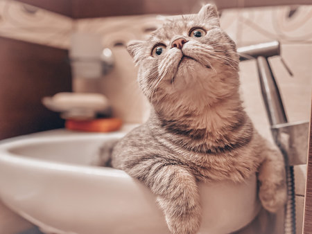 Cute young scottish cat close up.の写真素材
