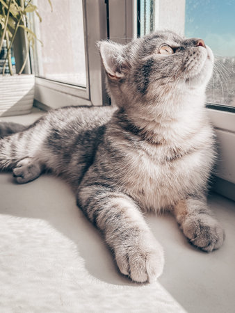 Cute young scottish cat close up.の写真素材