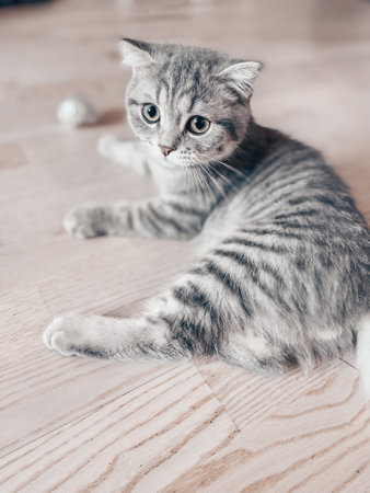 Cute young scottish cat close up.の写真素材