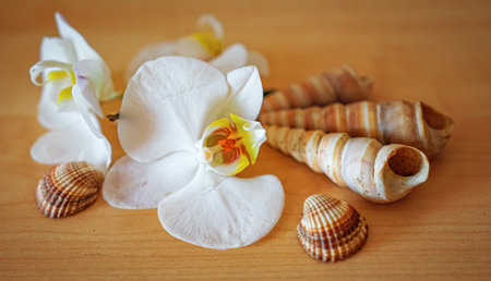 large white orchid flowers on a brown background.の写真素材