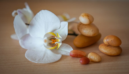 large white orchid flowers on a brown background.の写真素材