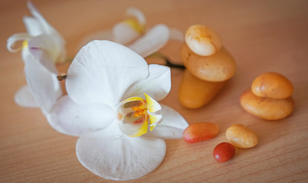 large white orchid flowers on a brown background.の写真素材