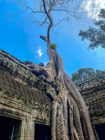 Ta Prohm, a mysterious temple of the Khmer civilization, located on the territory of Angkor in Cambodia.の写真素材