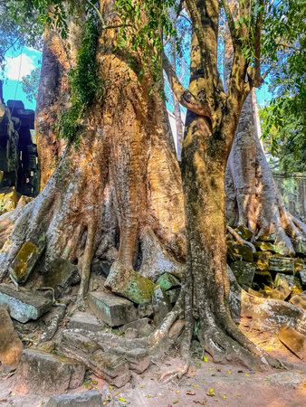 Ta Prohm, a mysterious temple of the Khmer civilization, located on the territory of Angkor in Cambodia.の写真素材