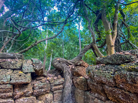 Ta Prohm, a mysterious temple of the Khmer civilization, located on the territory of Angkor in Cambodia.の写真素材