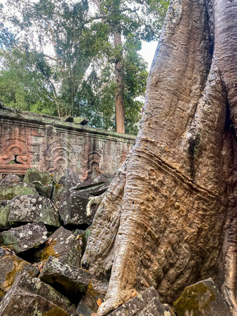 Ta Prohm, a mysterious temple of the Khmer civilization, located on the territory of Angkor in Cambodia.の写真素材