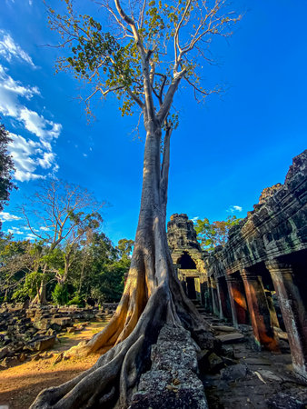 Ta Prohm, a mysterious temple of the Khmer civilization, located on the territory of Angkor in Cambodia.の写真素材