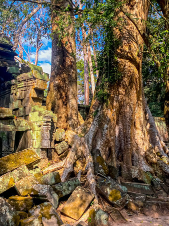 Ta Prohm, a mysterious temple of the Khmer civilization, located on the territory of Angkor in Cambodia.の写真素材
