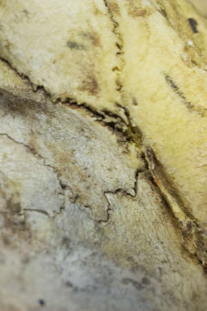 bone texture abstractの写真素材
