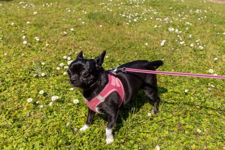 little black dog on a pink leash walks on the grass. pet outdoorの写真素材