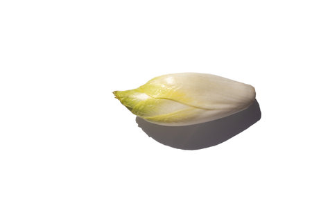 a peeled endive, crisp and sharp, witloof, on a white backgroundの写真素材